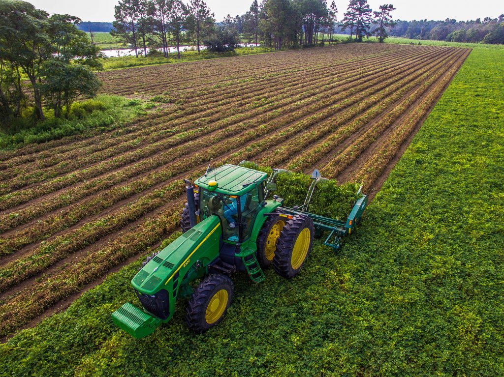 Peanut Production Brings Economic Boost to South South